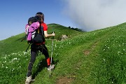 29 Salendo i dossi del Linzone, imbiancati di narcisi